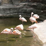 2010_GrandRapidsZoo_010