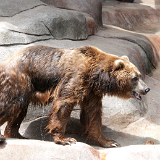 2010_GrandRapidsZoo_018