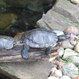 2010_GrandRapidsZoo_019