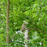 BarredOwl02