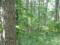 2017 MichCottageBoundary-08