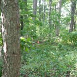 2017_MichCottageBoundary-08