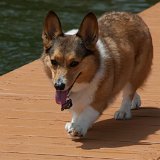 2019_4thJuly_GrandRapids_DIXIE