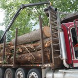 2023_AlpineTreeService_D3-05