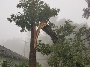 2023 - Bird Storm Damage