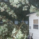 2023-BirdStormDamage--01-1