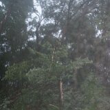 2023-BirdStormDamage--04-1