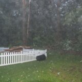 2023-BirdStormDamage--05-1