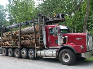 2023 - Alpine Tree Service Final Cleanup