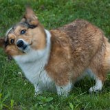 2023_BostwickBoatParade-03