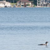 2023_BostwickLake_Loon
