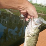 2023_EdbergEric_LargmouthBass