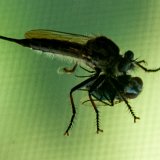 DragonFly_Captures_Fly