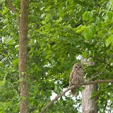 BarredOwl03