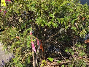 2026 - Bird Back Lot Survey