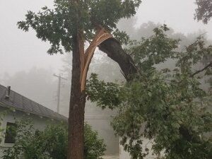 2023 - Bird Storm Damage