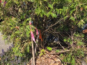 2026 - Bird Back Lot Survey