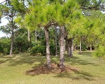 2018_Florida_Dec_BackWoods1