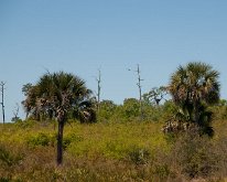 2018_Florida_OscarSchererPark_0018