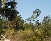 2018_Florida_OscarSchererPark_0020