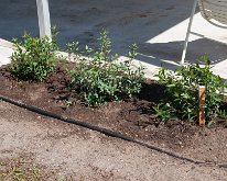 2018_Florida_Plants-3