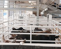 2019_ArcadiaFloridaRodeo-07