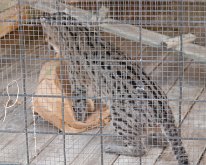 2019_ShellFactoryFlorida_0008