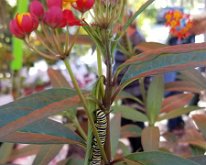2019_ButterflyExibit_PortCharlotteEnvCenter