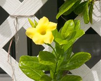 2019_Florida_AlamandaVine_Yr2