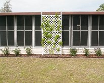 2019_Florida_MexicanPetunas-1