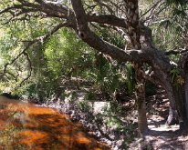2019_Florida_MyakkahacheeCreek-08