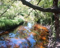 2019_Florida_MyakkahacheeCreek-09