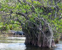 2020_Florida_LakeTraffordAirboatTours_0045