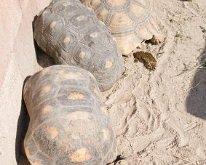 Tortise2