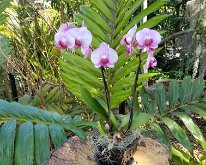2025_WonderGardens-14