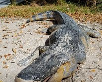 2025_ManateePark-12