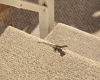 2024_FloridaPorch_LIZZY Lizzy, our pet lizard in the Lanai