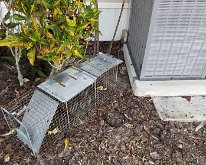 2025_TrapIguanaAttempt_Armadillo