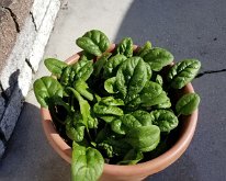 Growing Spinich in pots this year Been growing Spinach for salads this year!