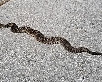 Ran over this rattler on the bike path Ran over this rattlesnake on the bike path...