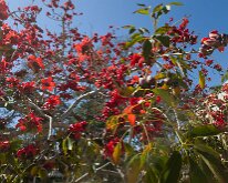 2026_RinglingCircusDNG-11