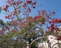 2026_RinglingCircusMuseum-20