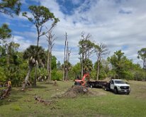 2026_TreeStumpCleanup-24