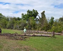 2026_TreeStumpCleanup-25