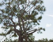 2026_HeronNestInTree02