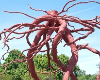 MortonRoots_2010_0002