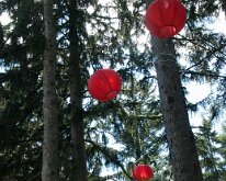 2016 - MortArboretumFrogs_0004