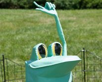 2016 - MortArboretumFrogs_0011