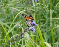 2016 - MortArboretumFrogs_0024