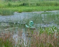 2016 - MortArboretumFrogs_0025